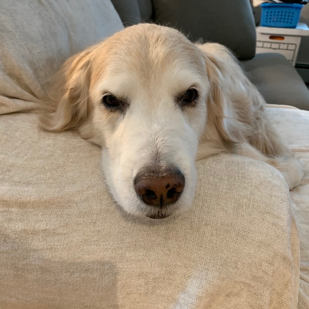 Meet your Posher, Marcy